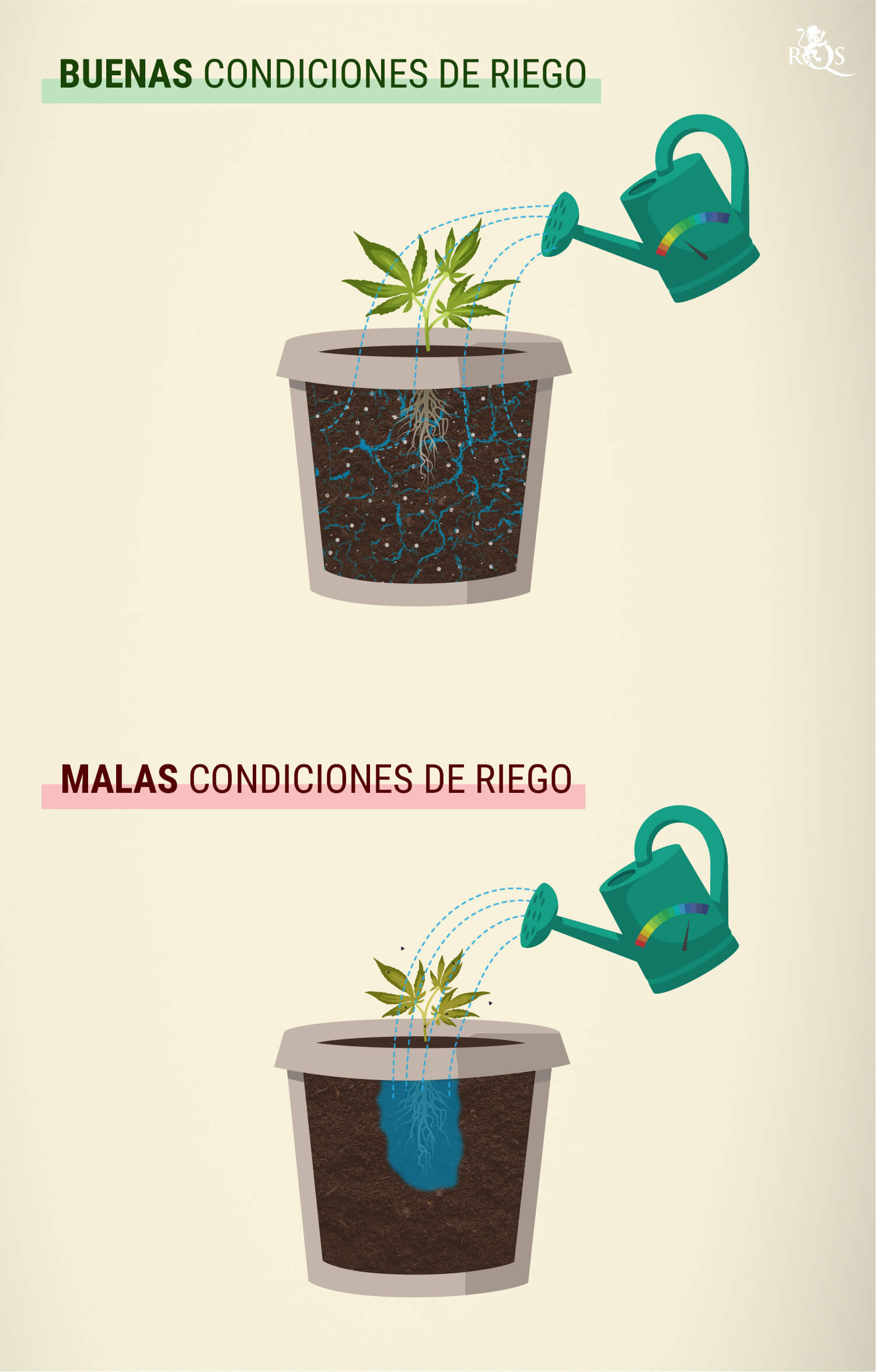 ¿Cuánto se debe regar el cannabis?