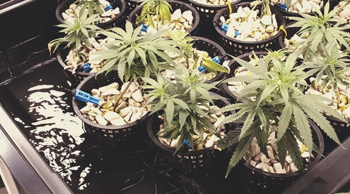 ¿Por qué es importante la ósmosis inversa para cultivar marihuana?
