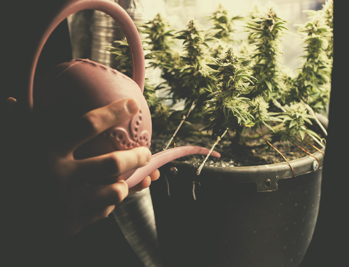 Cepas De Cannabis Autoflorecientes Para Cultivo Interior Cepas De Cannabis Autoflorecientes Para Cultivo Interior