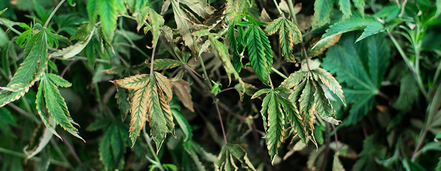 Plantas débiles y caídas Plantas débiles y caídas