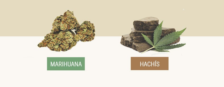 Hachís y marihuana