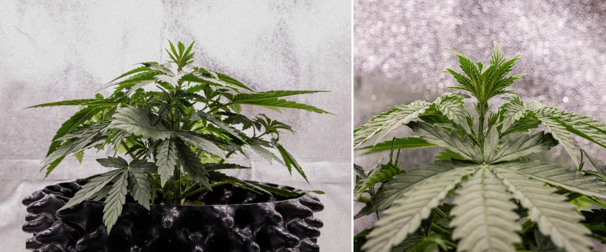 Planta de cannabis GOAT'lato Auto en la semana 2 de crecimiento vegetativo temprano, desarrollando más hojas de abanico y una estructura radicular fuerte bajo luz LED en BioBizz Light Mix
