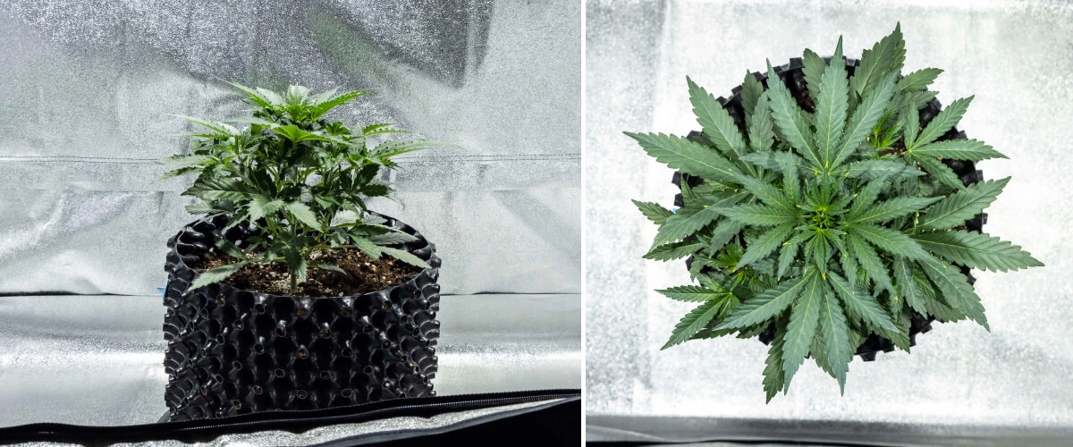 Planta de cannabis North Thunderfuck en la semana 2 de crecimiento vegetativo temprano, desarrollando más hojas de abanico y estableciendo un sistema radicular más fuerte en tierra bajo una luz LED
