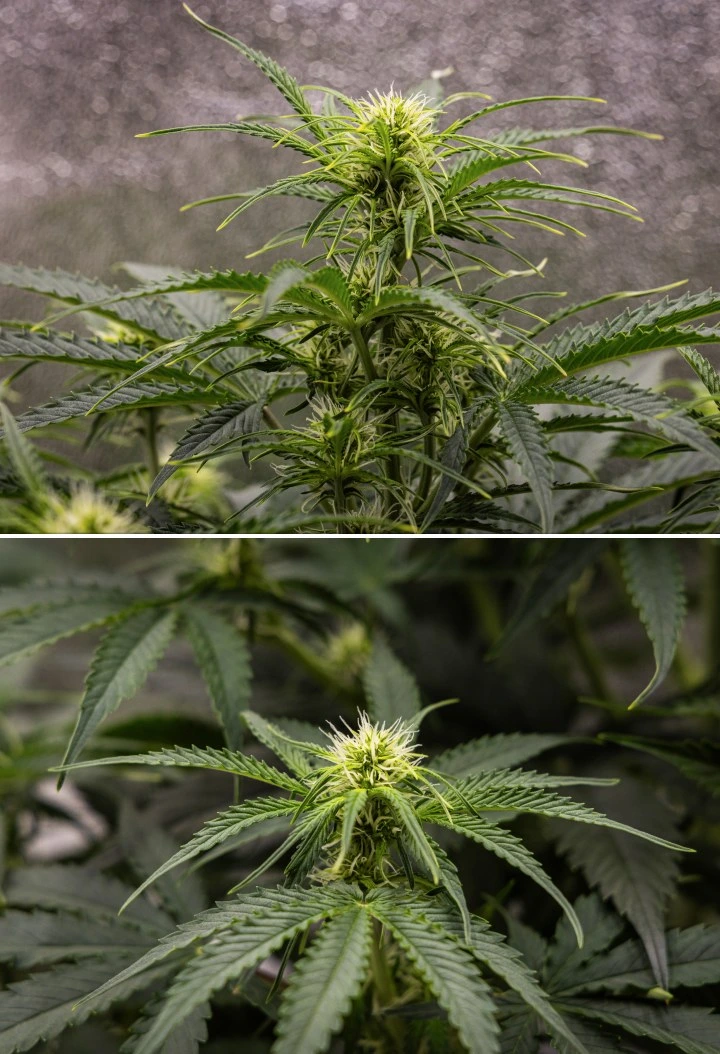 Planta de cannabis Gaia F1 en la semana 5 creciendo en tierra con un crecimiento saludable en floración en interior