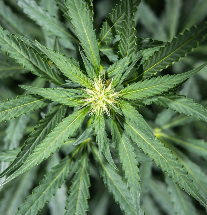 Planta de cannabis North Thunderfuck en la semana 5 de floración temprana, mostrando nuevos pistilos blancos formándose en los puntos de floración y hojas de abanico saludables bajo una luz LED