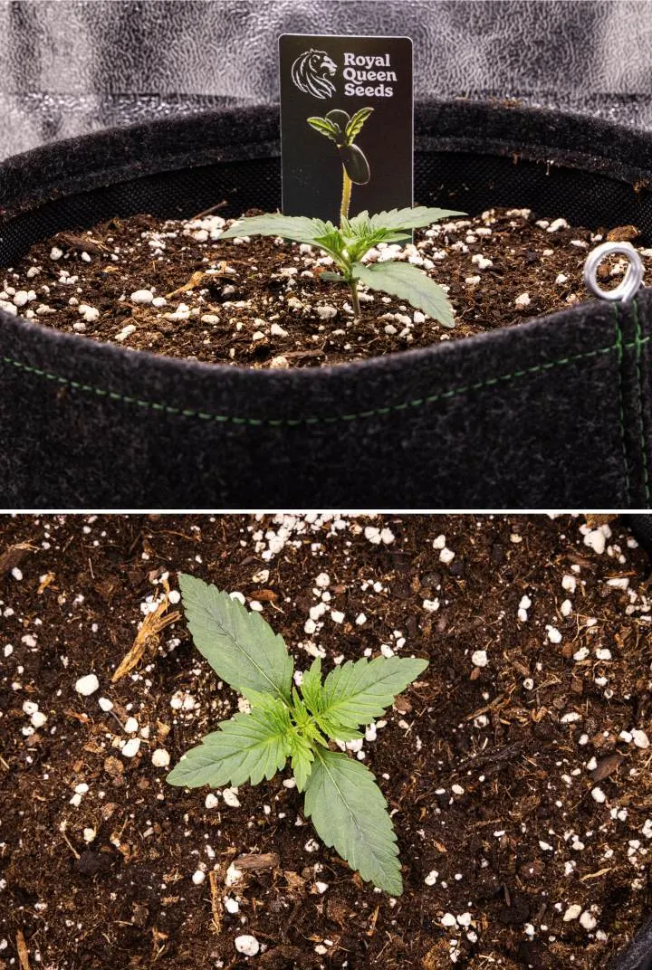 Plántula de cannabis Gaia F1 en la semana 1 creciendo en tierra, con las primeras hojas verdaderas desarrollándose y una estructura temprana compacta en condiciones de interior