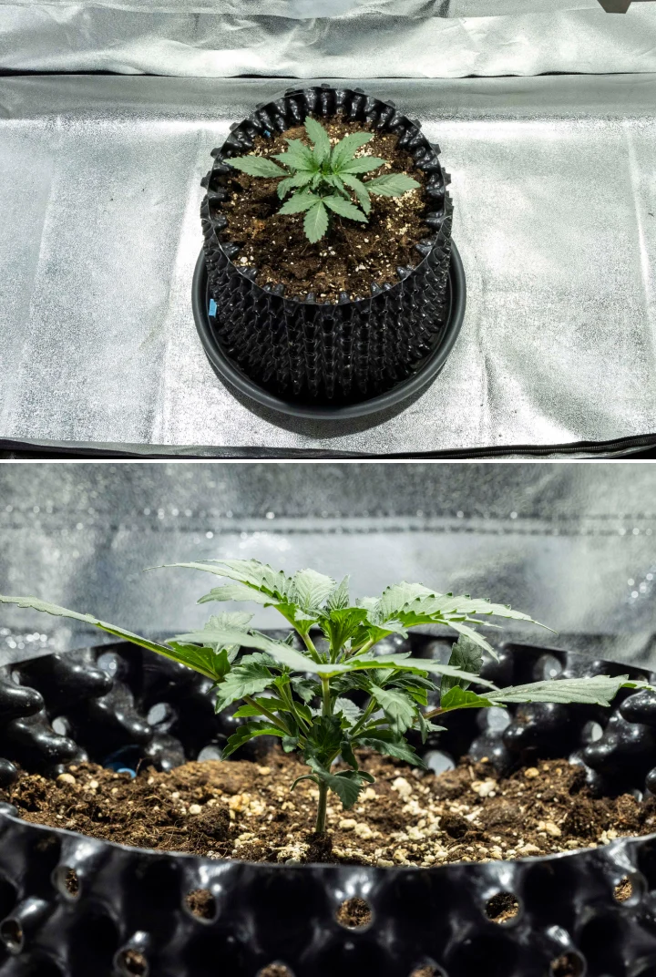 Plántula de cannabis North Thunderfuck en la semana 1 mostrando sus primeras hojas verdaderas y un crecimiento inicial saludable en tierra bajo una luz LED