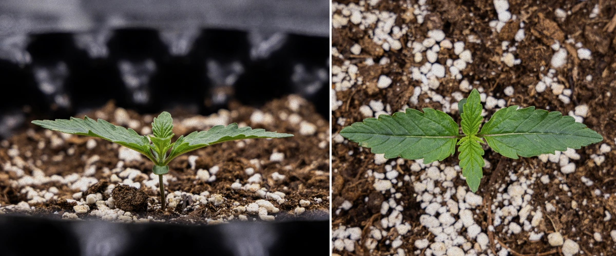 Informe de Cultivo GOAT'lato Auto – Semana 1 Etapa de Plántula