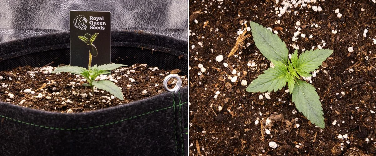 Plántula de cannabis Gaia F1 en la semana 1 creciendo en tierra, con las primeras hojas verdaderas desarrollándose y una estructura temprana compacta en condiciones de interior