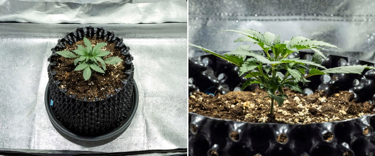 Plántula de cannabis North Thunderfuck en la semana 1 mostrando sus primeras hojas verdaderas y un crecimiento inicial saludable en tierra bajo una luz LED
