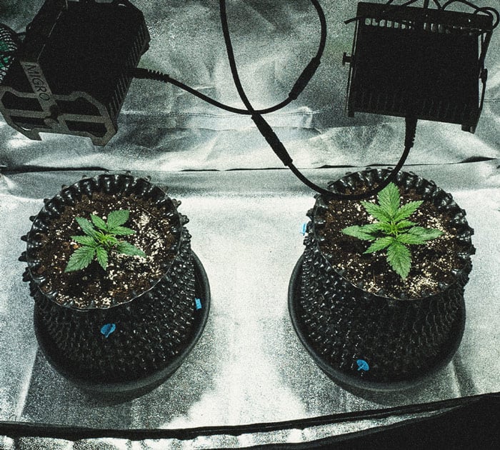 Análisis de cultivo de la Sweet Skunk Automatic