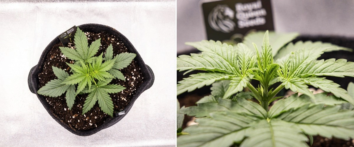 Planta de cannabis Gaia F1 en la semana 2 creciendo en tierra con un crecimiento vegetativo temprano saludable en interior