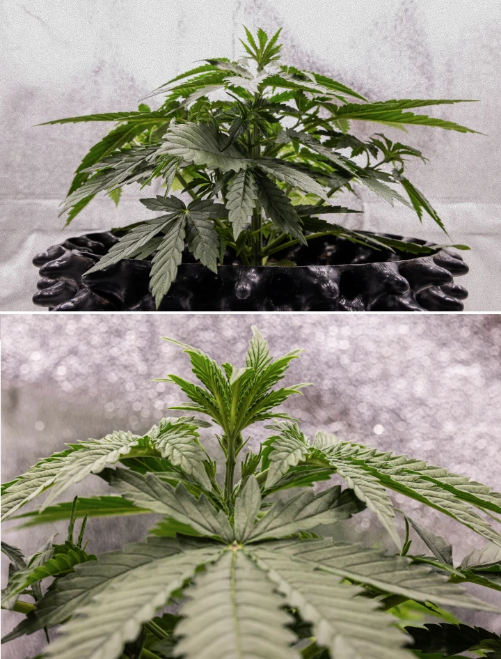 Planta de cannabis GOAT'lato Auto en la semana 2 de crecimiento vegetativo temprano, desarrollando más hojas de abanico y una estructura radicular fuerte bajo luz LED en BioBizz Light Mix