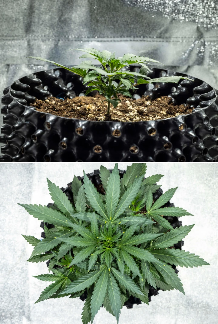 Planta de cannabis North Thunderfuck en la semana 2 de crecimiento vegetativo temprano, desarrollando más hojas de abanico y estableciendo un sistema radicular más fuerte en tierra bajo una luz LED