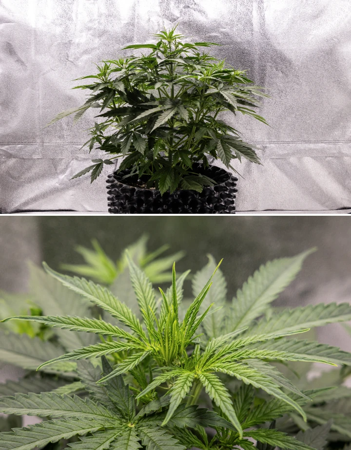 Planta de cannabis GOAT'lato Auto en la semana 3 mostrando crecimiento vigoroso, hojas de abanico más anchas, fuerte ramificación lateral y primeras preflores bajo luz LED