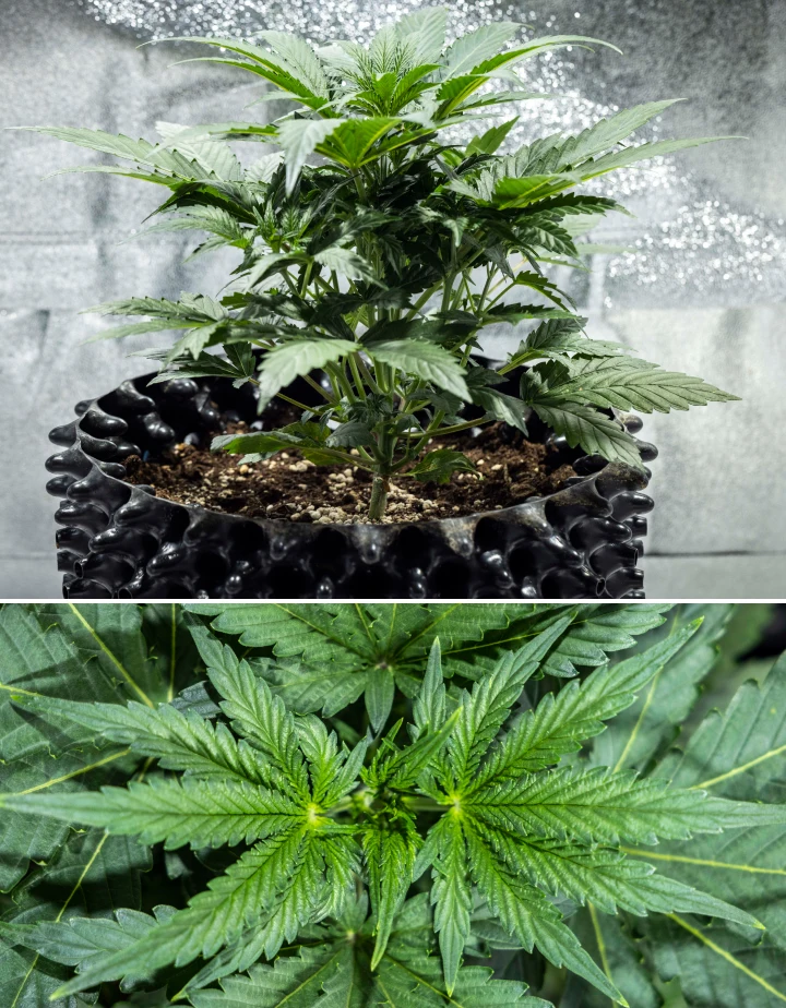 North Thunderfuck Cannabispflanze in Woche 3 des vegetativen Wachstums mit kräftiger Struktur, breiten Fächerblättern und gesunder Verzweigung in Erde unter LED-Licht