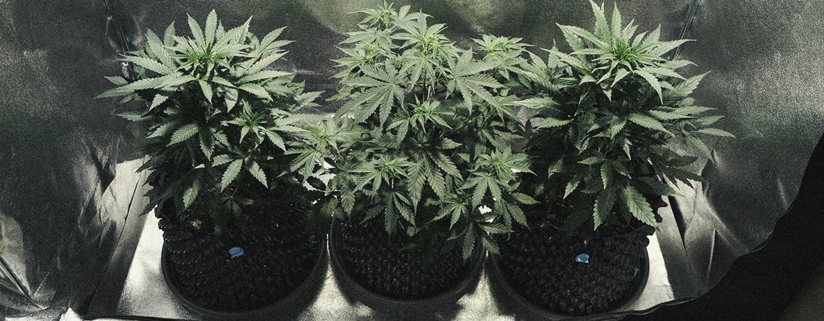 Guía para cultivar marihuana autofloreciente semana a semana