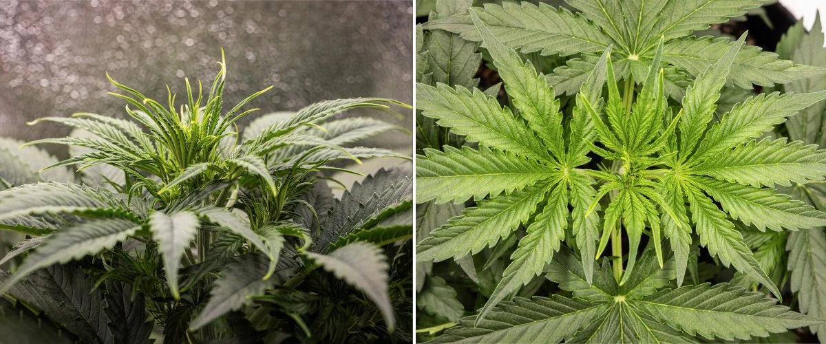 Planta de cannabis Gaia F1 en la semana 3 creciendo en tierra con un crecimiento vegetativo saludable en interior