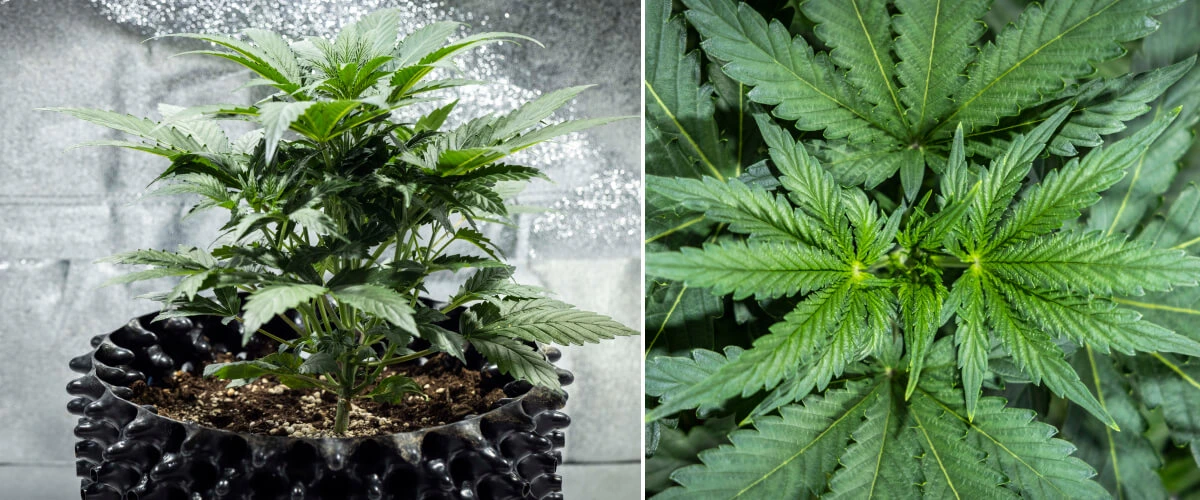 North Thunderfuck Cannabispflanze in Woche 3 des vegetativen Wachstums mit kräftiger Struktur, breiten Fächerblättern und gesunder Verzweigung in Erde unter LED-Licht