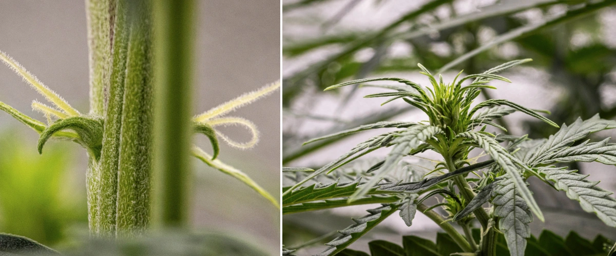 Planta de cannabis GOAT'lato Auto en la semana 4 mostrando estiramiento notable, tallo principal más grueso y pistilos en desarrollo durante la transición a la floración bajo luz LED