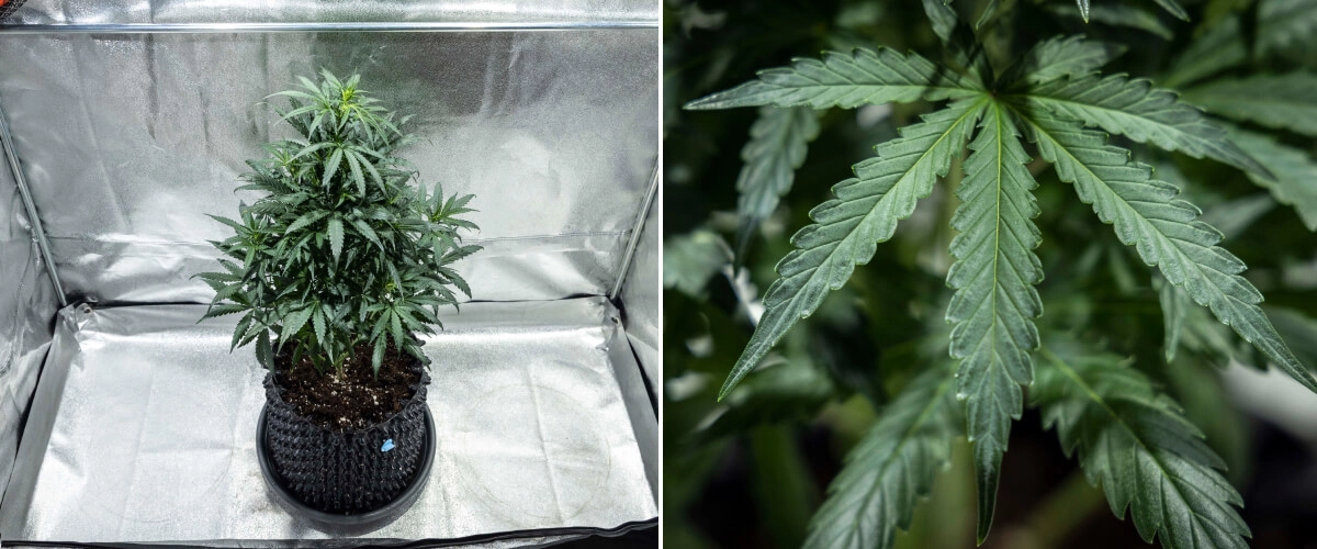 Planta de cannabis North Thunderfuck en la semana 4 de crecimiento vegetativo, mostrando una copa más frondosa, una ramificación fuerte y hojas de abanico saludables desarrollándose en tierra bajo una luz LED