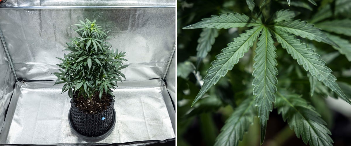 Planta de cannabis North Thunderfuck en la semana 4 de crecimiento vegetativo mostrando una copa más densa, ramificación fuerte y hojas de abanico sanas desarrollándose en tierra bajo luz LED