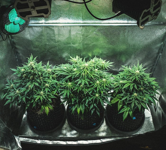 Análisis de cultivo de la Sweet Skunk Automatic