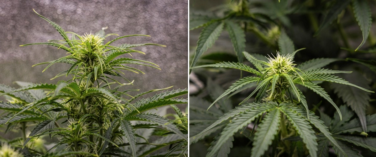 Planta de cannabis Gaia F1 en la semana 5 creciendo en tierra con un crecimiento saludable en floración en interior