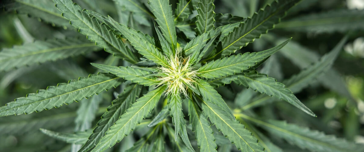 Planta de cannabis North Thunderfuck en la semana 5 de floración temprana, mostrando nuevos pistilos blancos formándose en los puntos de floración y hojas de abanico saludables bajo una luz LED