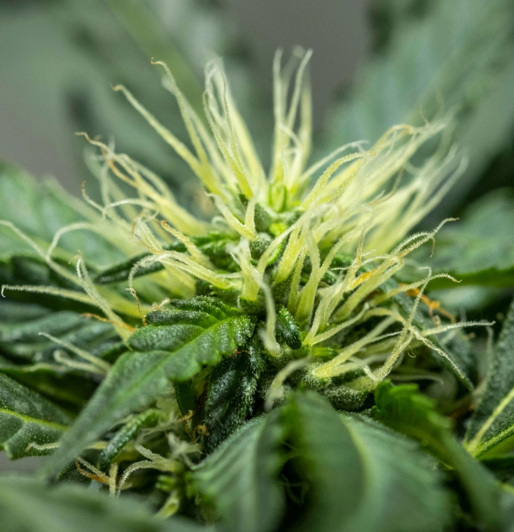 Planta de cannabis North Thunderfuck en la semana 6 de floración, mostrando una estructura de cogollos en desarrollo, abundantes pistilos blancos y hojas de azúcar saludables bajo una luz LED