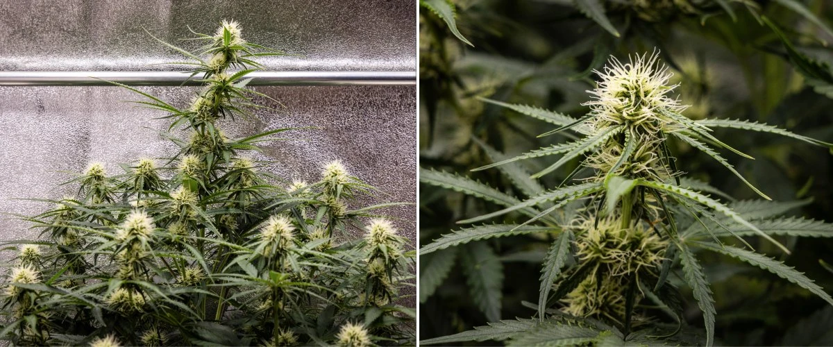 Planta de cannabis Gaia F1 en la semana 6 creciendo en tierra con un crecimiento saludable en mitad de floración en interior