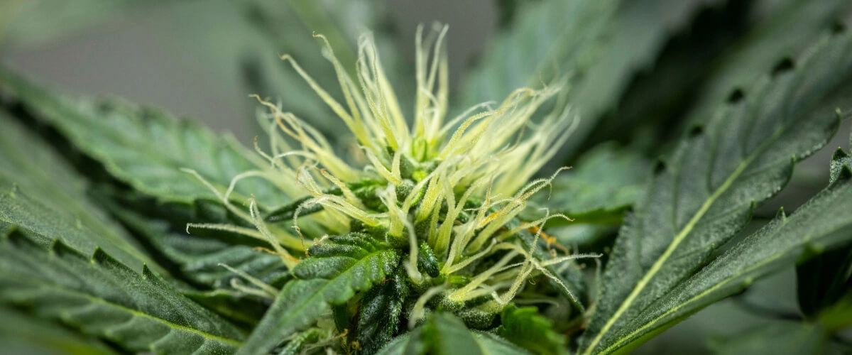 Planta de cannabis North Thunderfuck en la semana 6 de floración, mostrando una estructura de cogollos en desarrollo, abundantes pistilos blancos y hojas de azúcar saludables bajo una luz LED