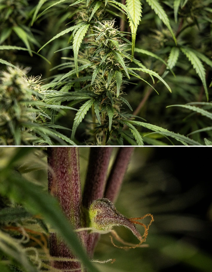 Planta de cannabis GOAT'lato Auto en la semana 7 de floración media, mostrando colas engordando, mayor producción de resina y cogollos densos bajo luz LED