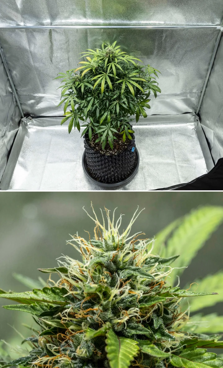 Planta de cannabis North Thunderfuck durante las semanas 7–8 de floración, mostrando cogollos en expansión, densos grupos de pistilos y una creciente producción de resina bajo una luz LED
