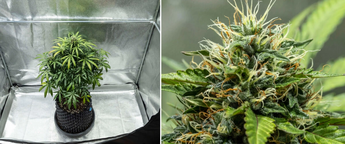 Planta de cannabis North Thunderfuck durante las semanas 7–8 de floración, mostrando cogollos en expansión, densos grupos de pistilos y una creciente producción de resina bajo una luz LED