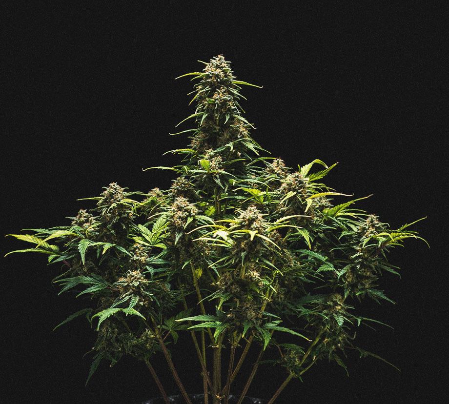 Análisis de cultivo de la Sweet Skunk Automatic