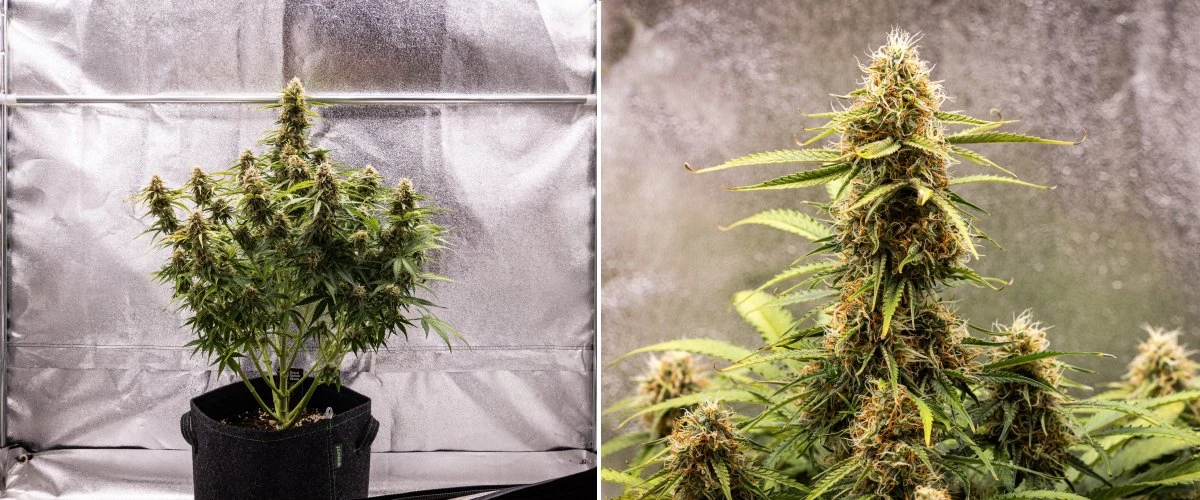 Planta de cannabis Gaia F1 en la semana 8 creciendo en tierra con cogollos sanos en maduración en interior