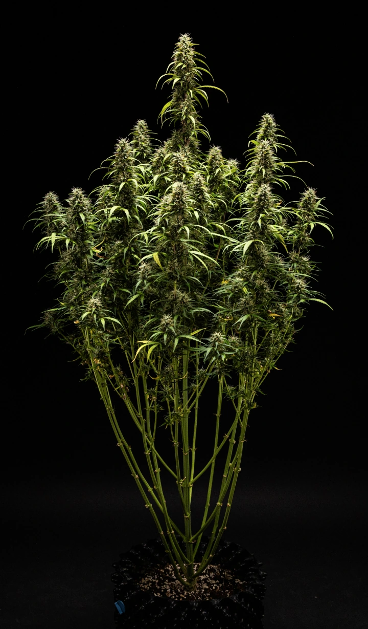 Planta de cannabis GOAT'lato Auto en la semana 9 con tricomas mayoritariamente lechosos y algunos ámbar, cogollos firmes y aroma en su punto máximo antes de la cosecha