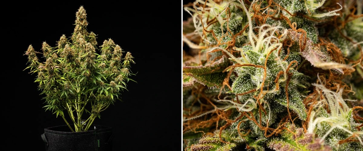 Planta de cannabis Gaia F1 en las semanas 9-10 creciendo en tierra con cogollos maduros listos para cosechar en interior