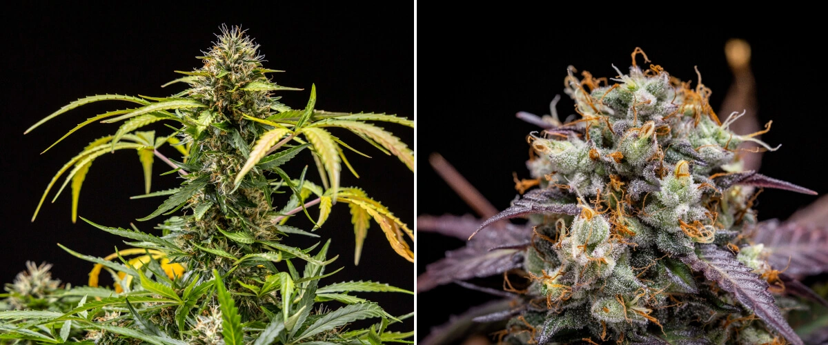 Planta de cannabis North Thunderfuck durante las semanas 9–10 de floración, mostrando cogollos completamente desarrollados, pistilos oscurecidos, una abundante cobertura de resina y señales de estar lista para la cosecha bajo una luz LED