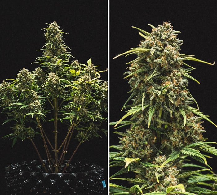 Análisis de cultivo de la Sweet Skunk Automatic