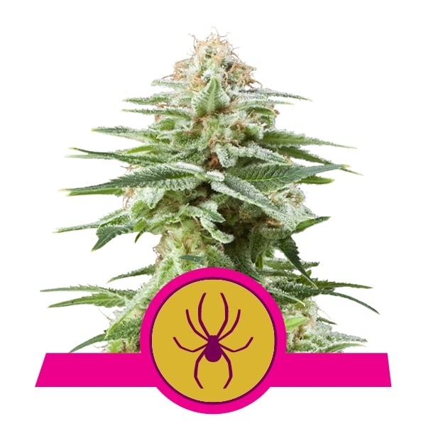 White Widow Royal Queen Seeds