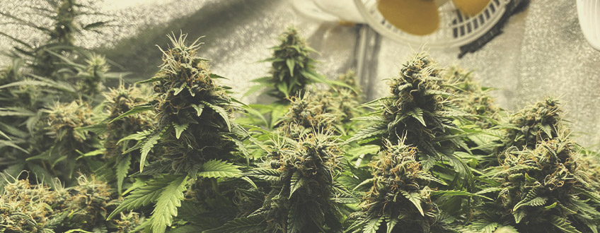 White Widow Auto White Widow Auto