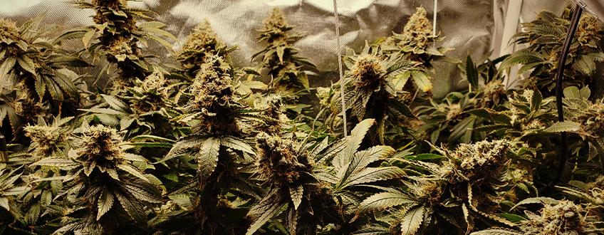 White Widow White Widow