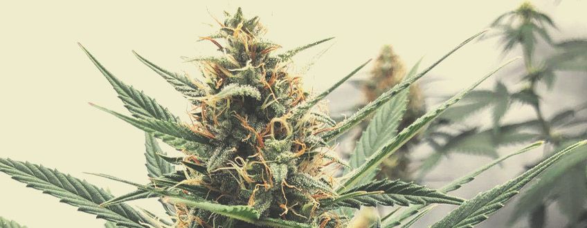 White Widow White Widow