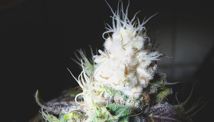 Bleached Buds Bleached Buds