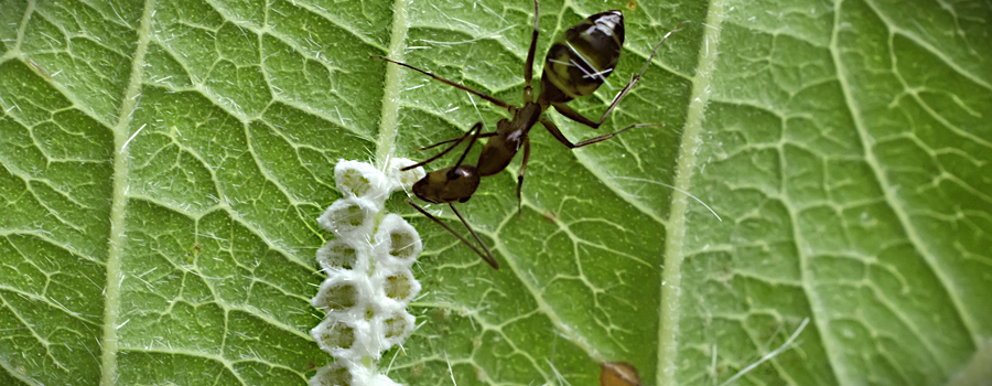 Whiteflies pest cannabis
