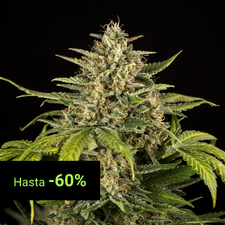Autoflowering Seeds