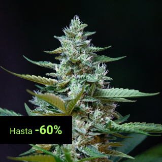 CBD Seeds