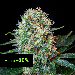 Feminized Seeds